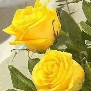 Meet your Posher, Antonia